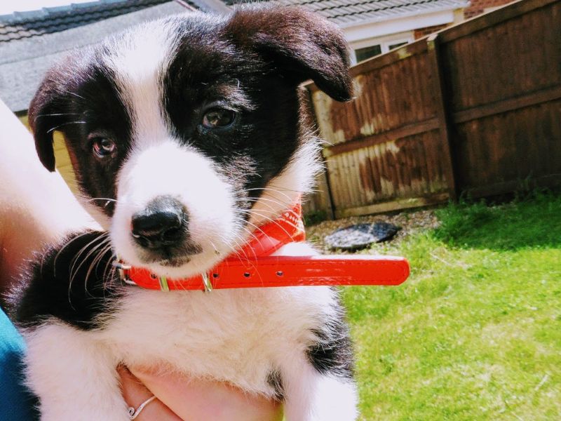 Mollie The Collie: Puppy Diaries And My Exciting News