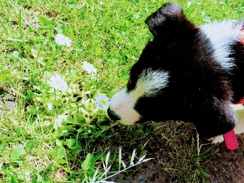 Mollie The Collie: Puppy Diaries And My Exciting News Mollie The Collie: Puppy Diaries And My Exciting News