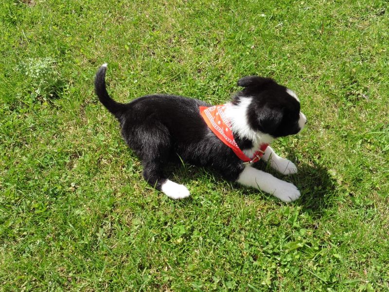 Mollie The Collie: Puppy Diaries And My Exciting News Mollie The Collie: Puppy Diaries And My Exciting News