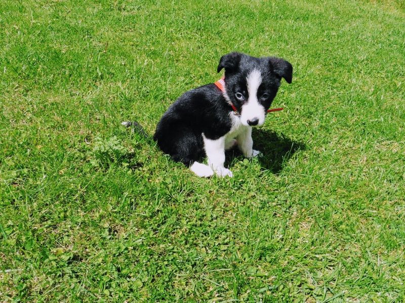 Mollie The Collie: Puppy Diaries And My Exciting News Mollie The Collie: Puppy Diaries And My Exciting News
