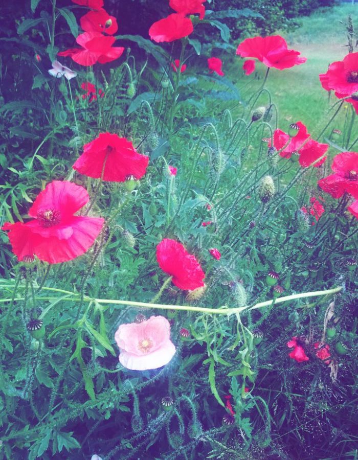 Puppies And Poppies: Such A Beautiful Combination