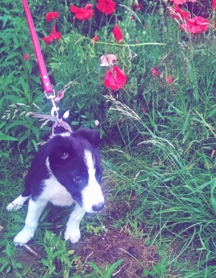Puppies And Poppies: Such A Beautiful Combination