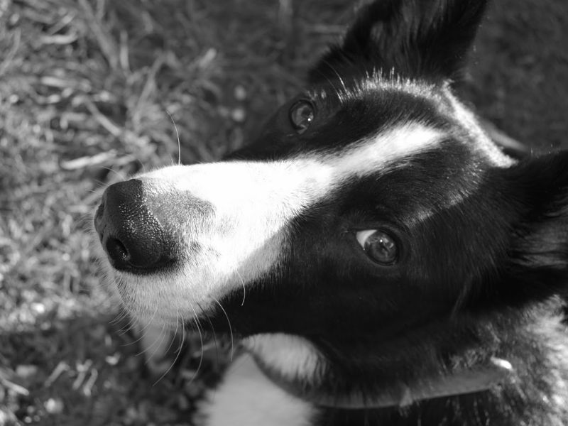 Mollie The Border Collie Photo Shoot Mollie The Border Collie Photo Shoot