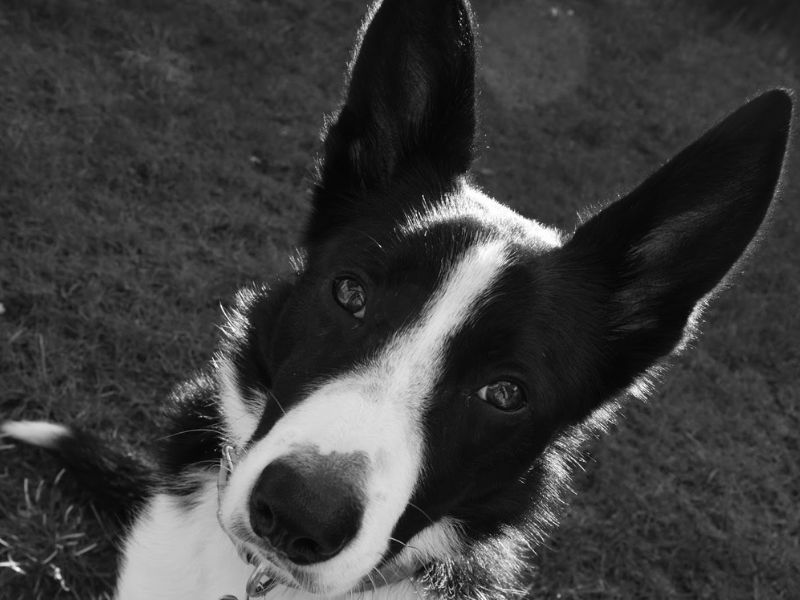 Mollie The Border Collie Photo Shoot Mollie The Border Collie. Weekly Photo Shoot