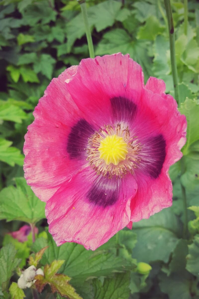 Hyde Park Summer Style: The Flowered Dress That Perfectly Matched London’s Blooming Beauty