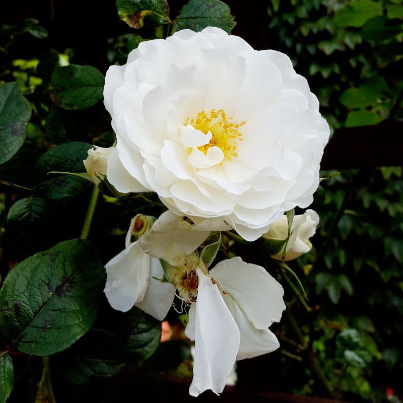 Seasonal Flowers in Bakewell