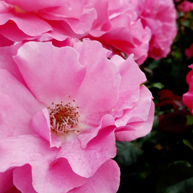 Seasonal Flowers in Bakewell