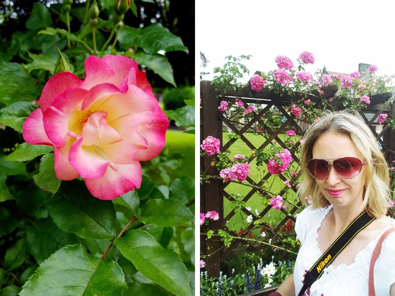 Seasonal Flowers in Bakewell