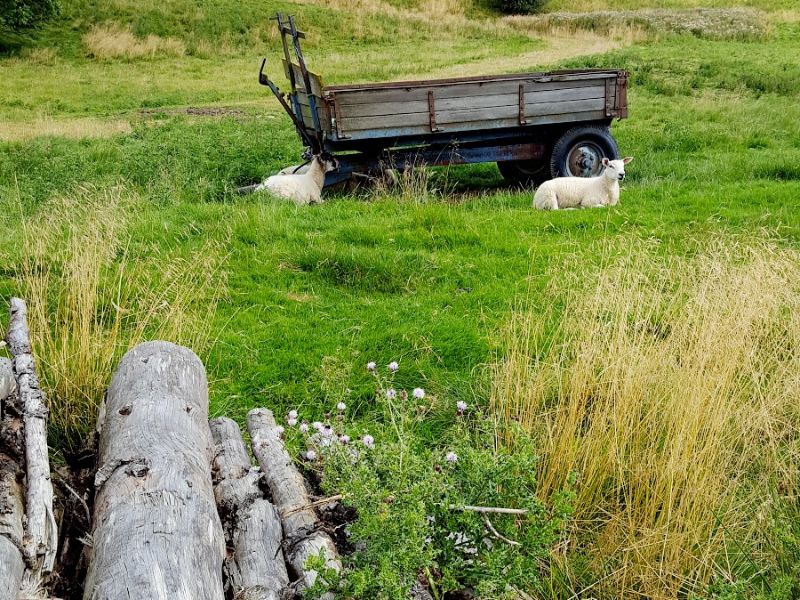 Sheep, Bakewell Circular Walk In The Woods And Parklands