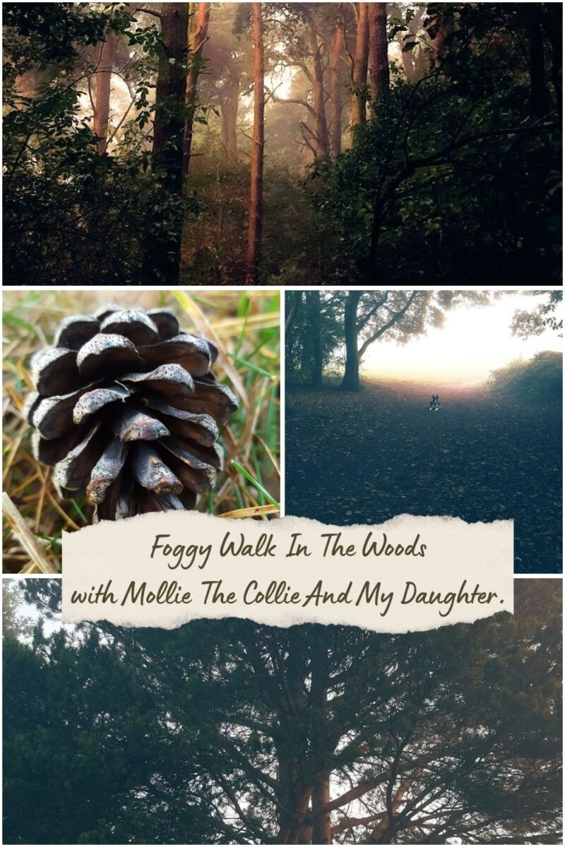 Foggy Walk In The Woods With Mollie The Collie And My Daughter