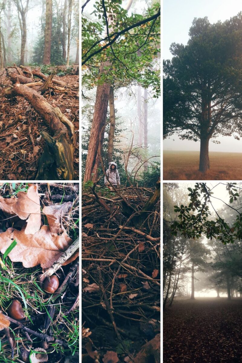 Foggy Walk In The Woods With Mollie The Collie And My Daughter