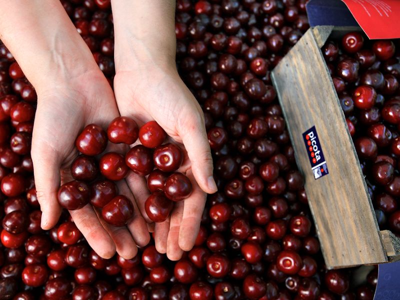 Jerte Picota Cherry Scones: Afternoon Tea Jerte Picota Cherry Scones: Afternoon Tea
