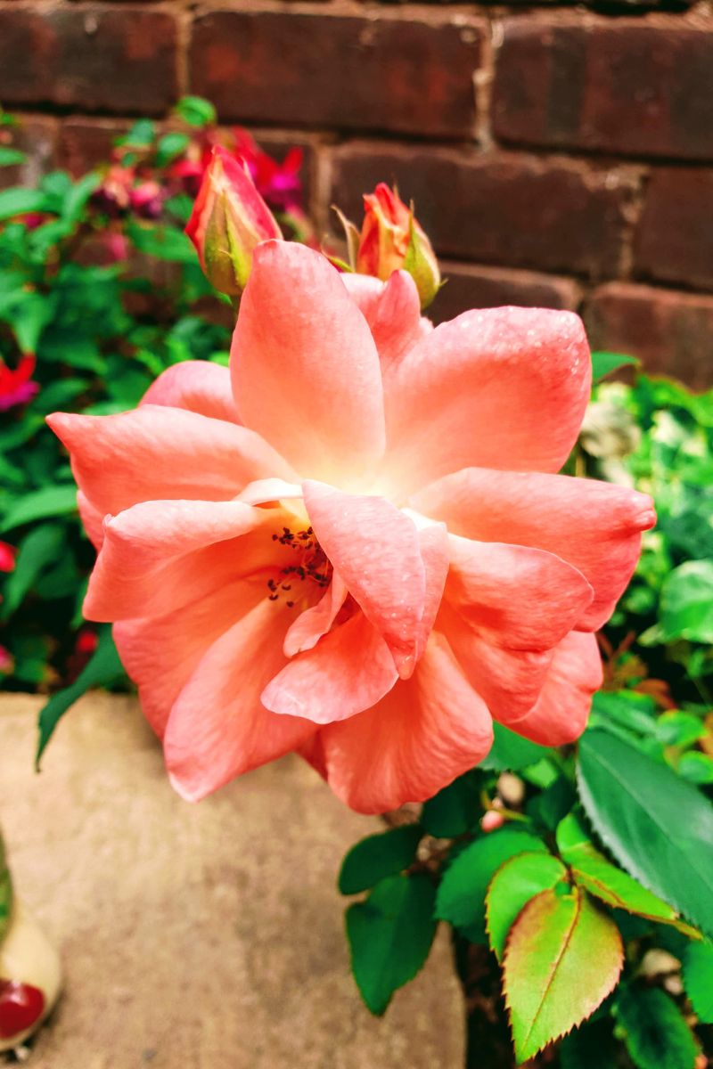 Peach flower Peach flower