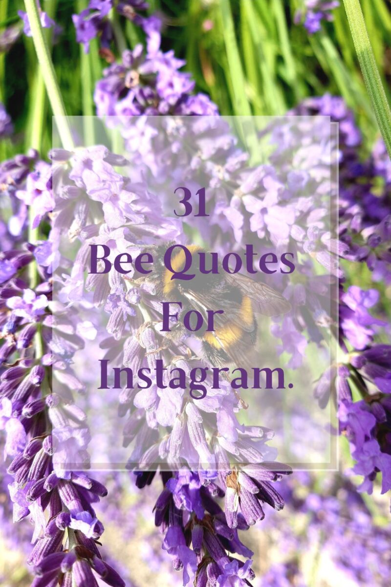 31 Bee Quotes For Instagram