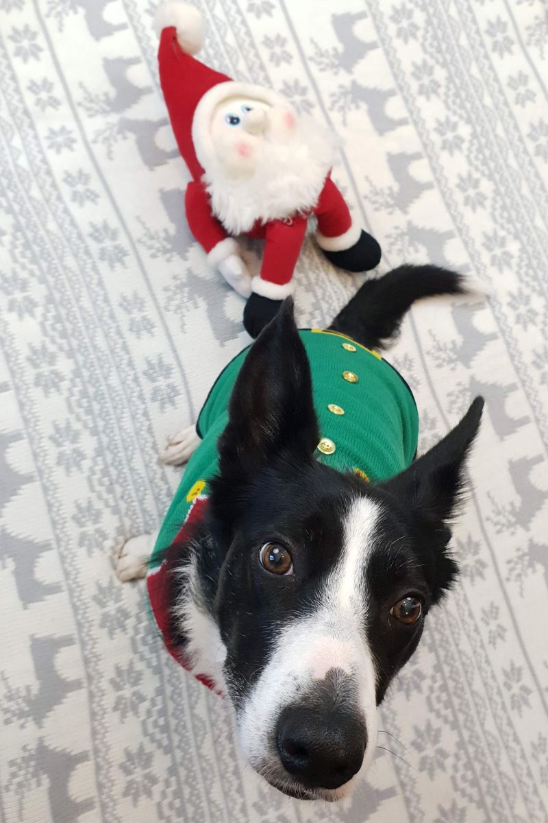 Christmas Jumpers For Dogs: Cute & Cosy Festive Ideas