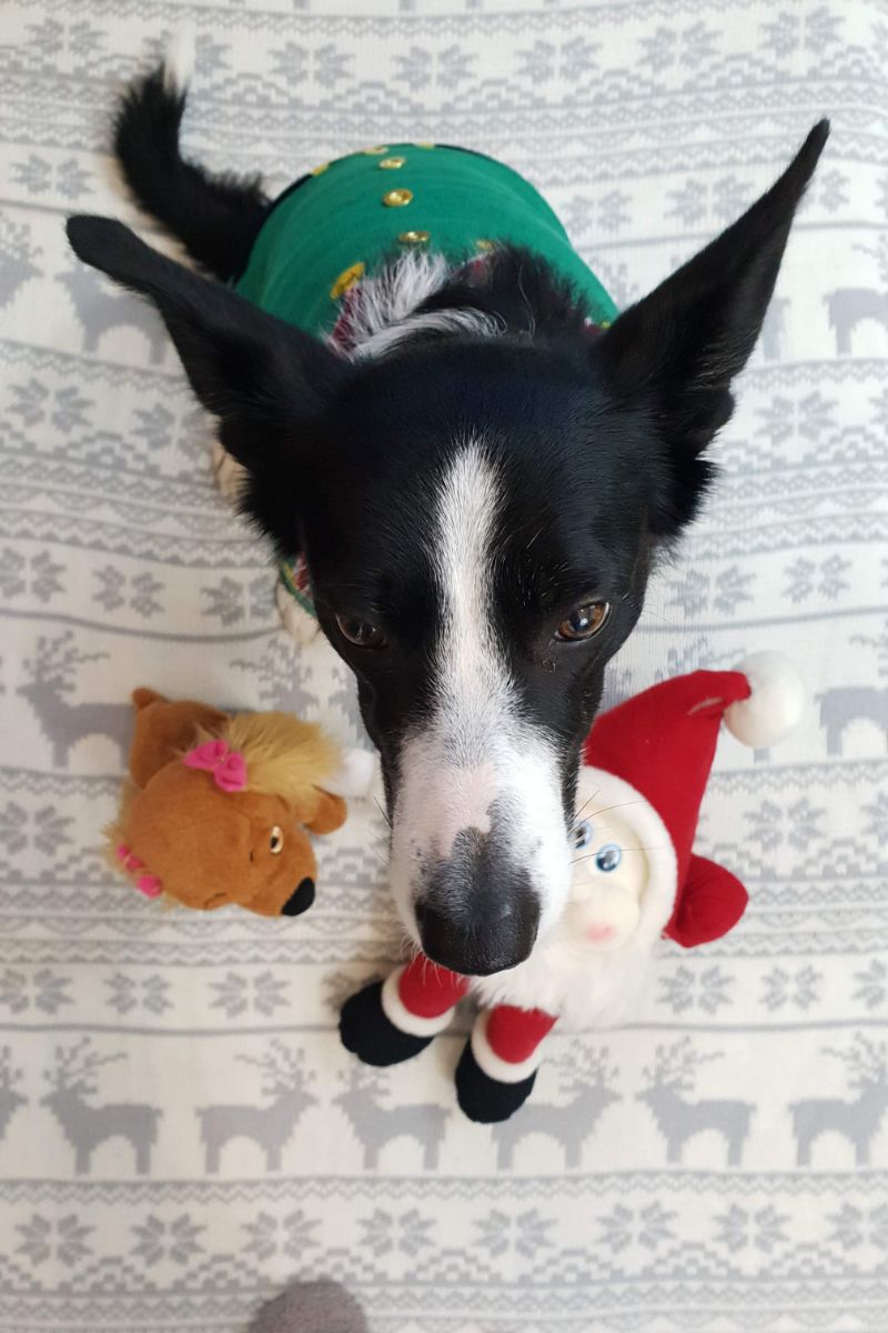 Christmas Jumpers For Dogs: Cute & Cosy Festive Ideas Christmas Jumpers For Dogs: Cute & Cosy Festive Ideas