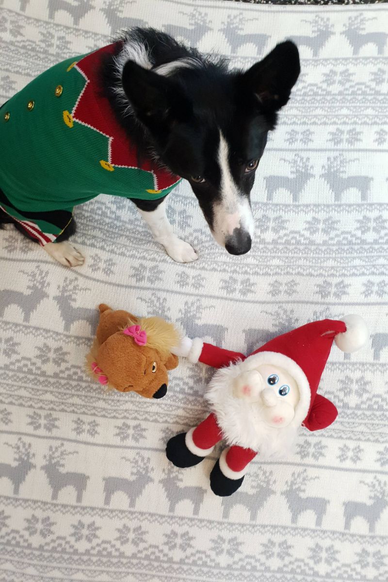Christmas Jumpers For Dogs: Cute & Cosy Festive Ideas