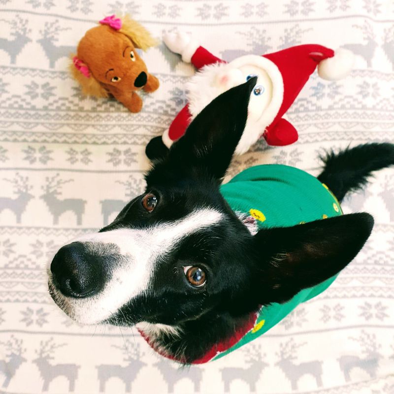 Christmas Jumpers For Dogs: Cute & Cosy Festive Ideas Cosy Festive Ideas