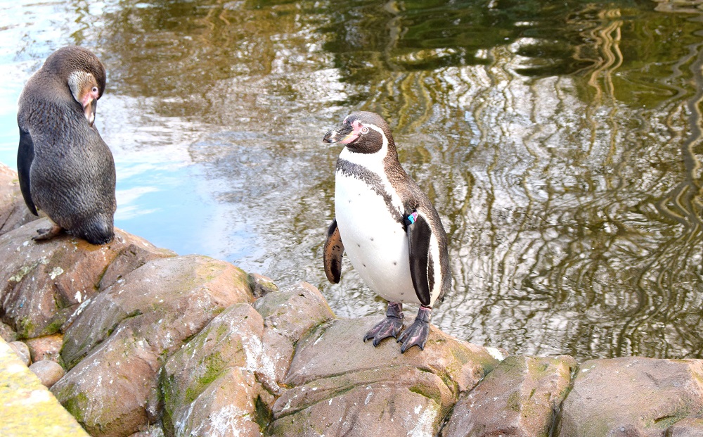 5 Adorable Photos Of The Penguins At Twycross Zoo