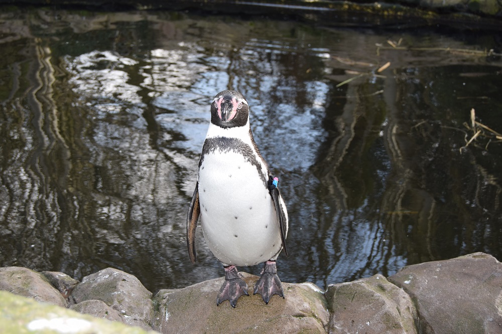 5 Adorable Photos Of The Penguins At Twycross Zoo