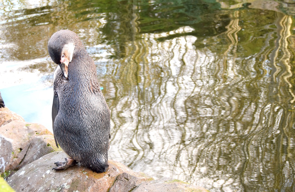 Penguins At Twycross Zoo