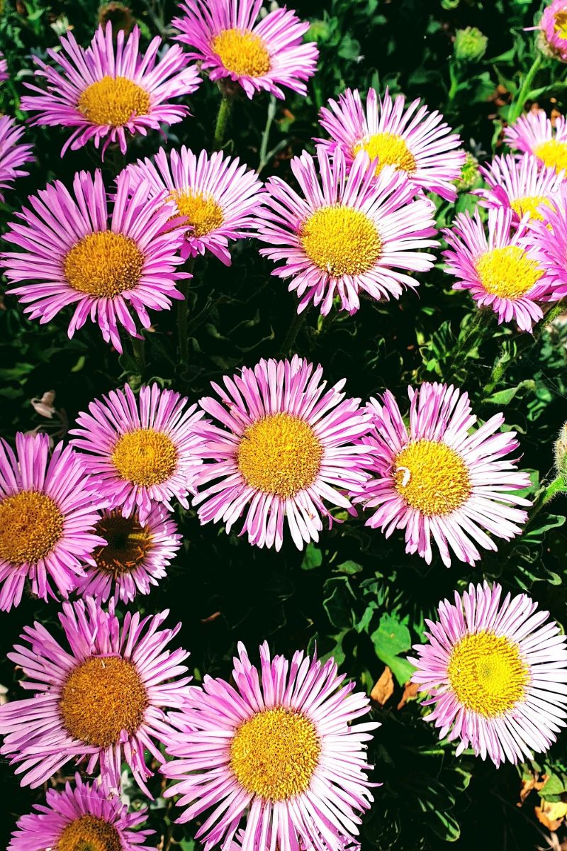 Beautiful Colourful Flowers In The Spring Sunshine Beautiful Colourful Flowers In The Spring Sunshine.