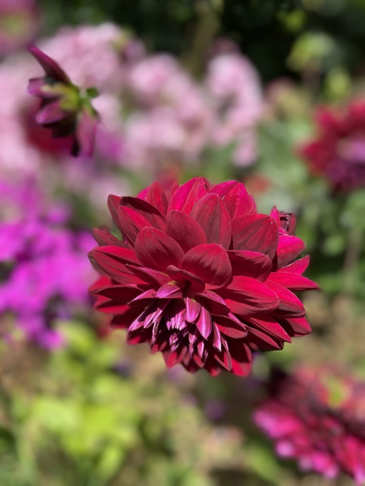 Beautiful Colours Of Summer In St James’s Park