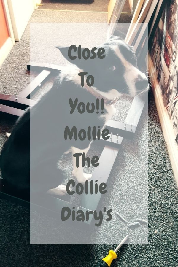 Close To You!! Mollie The Collie Diary's 
