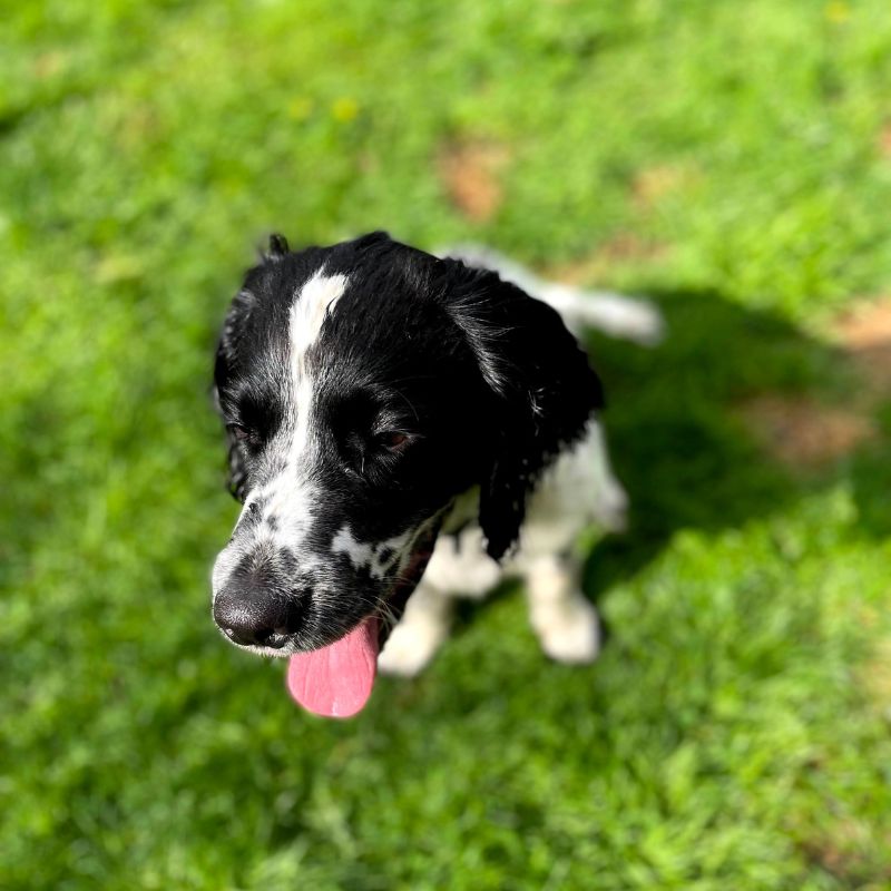 Freddie The Sprocker Spaniel Freddie The Sprocker Spaniel