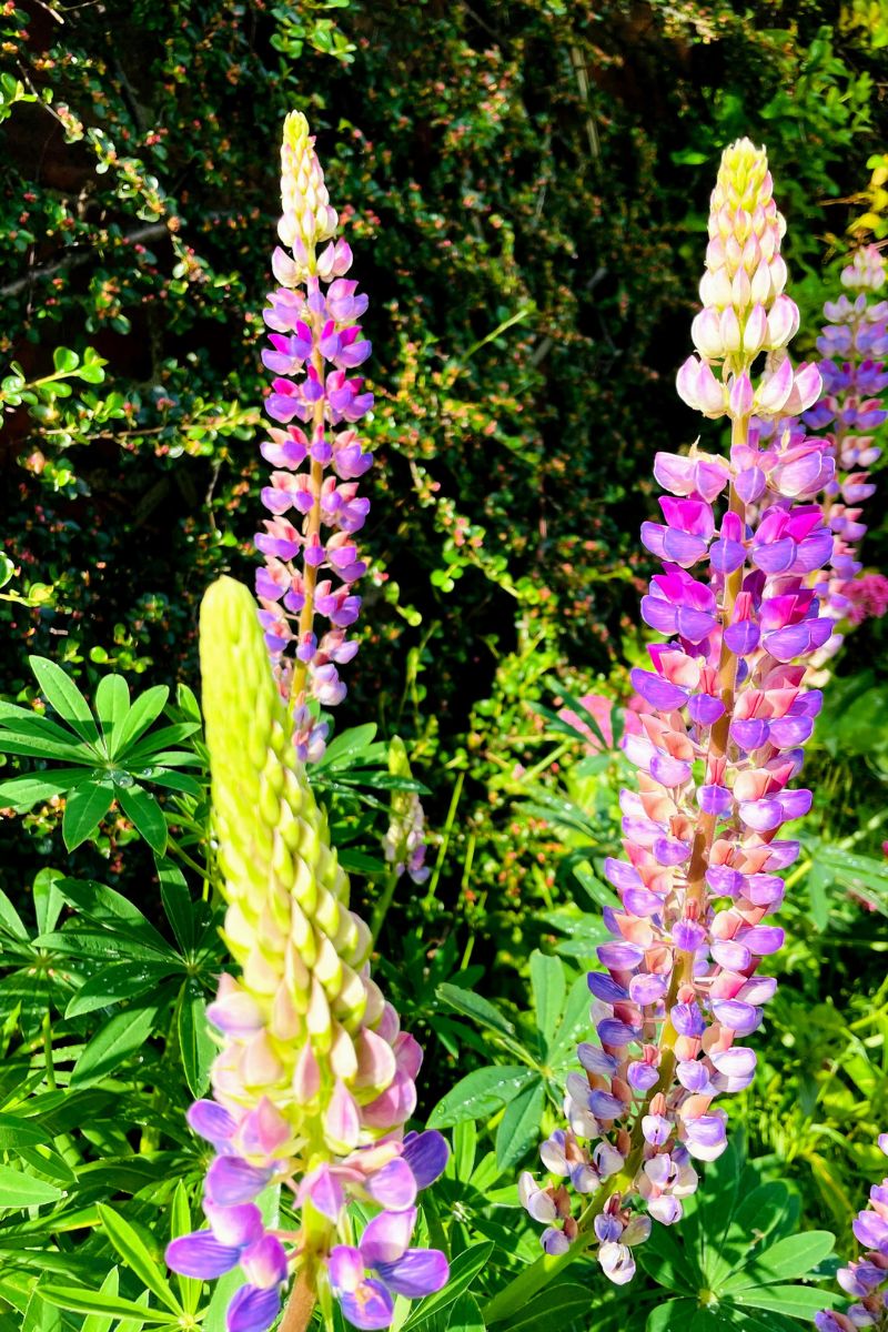 Purple Flowers Purple Flowers