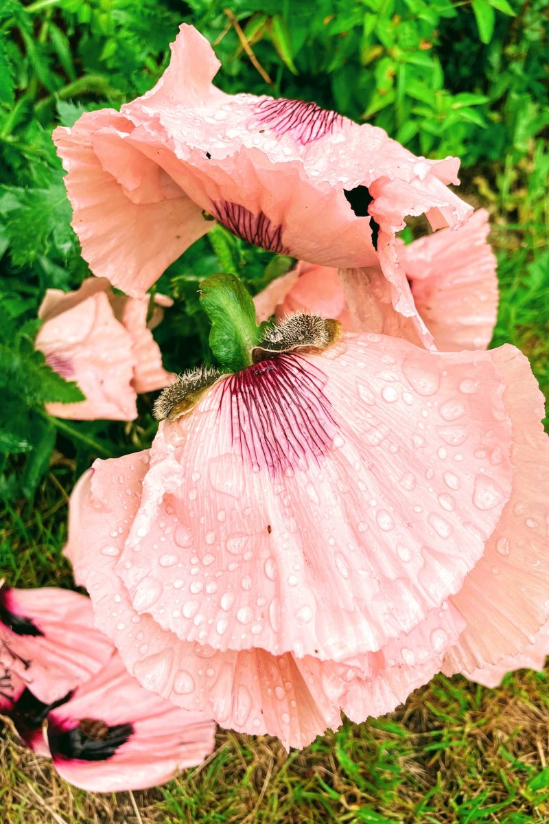 Beautiful Pink Poppy Beautiful Pink Poppy