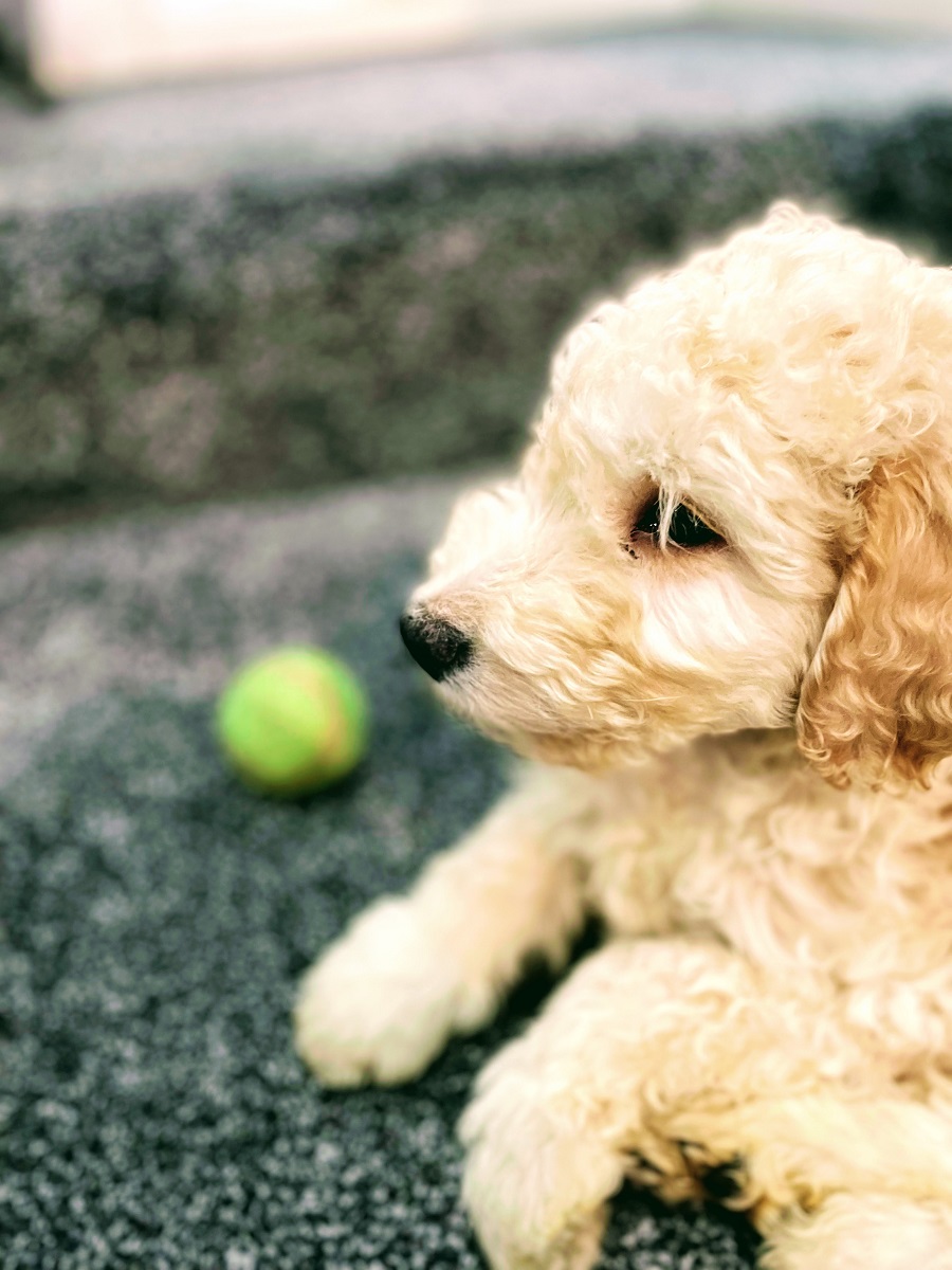 The First Week With A Goldendoodle Called Murphy