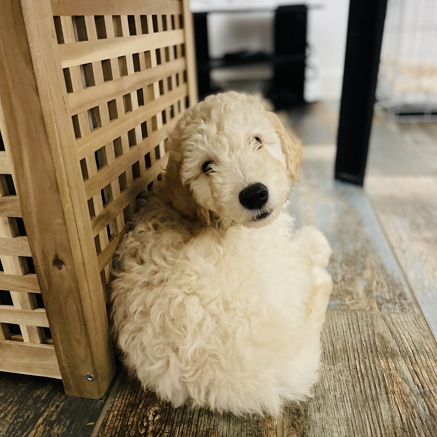 The First Week With A Goldendoodle