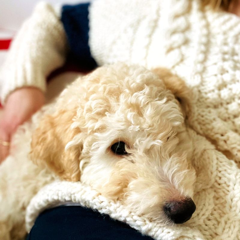 A Day At Home With Murphy | Life With Our Goldendoodle Puppy A Day At Home With Murphy | Life With Our Goldendoodle Puppy