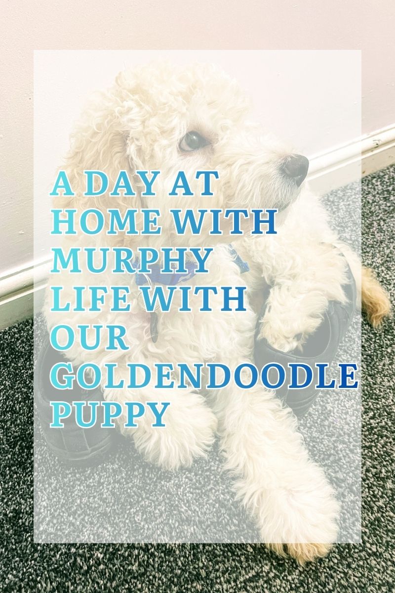 A Day At Home With Murphy | Life With Our Goldendoodle Puppy Goldendoodle Puppy