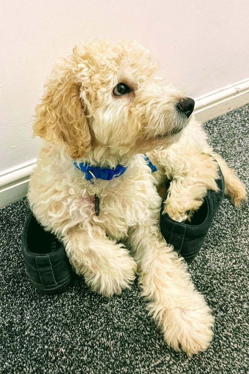 A Day At Home With Murphy | Life With Our Goldendoodle Puppy Goldendoodle Puppy