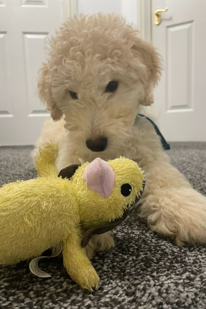 A Day At Home With Murphy | Life With Our Goldendoodle Puppy A Day At Home With Murphy | Life With Our Goldendoodle Puppy
