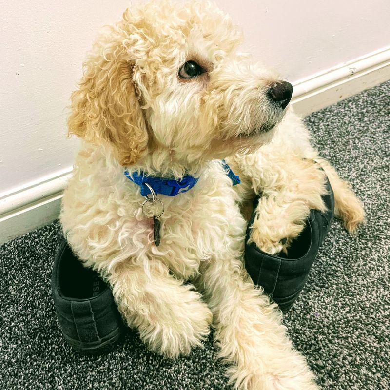 A Day At Home With Murphy | Life With Our Goldendoodle Puppy A Day At Home With Murphy | Life With Our Goldendoodle Puppy