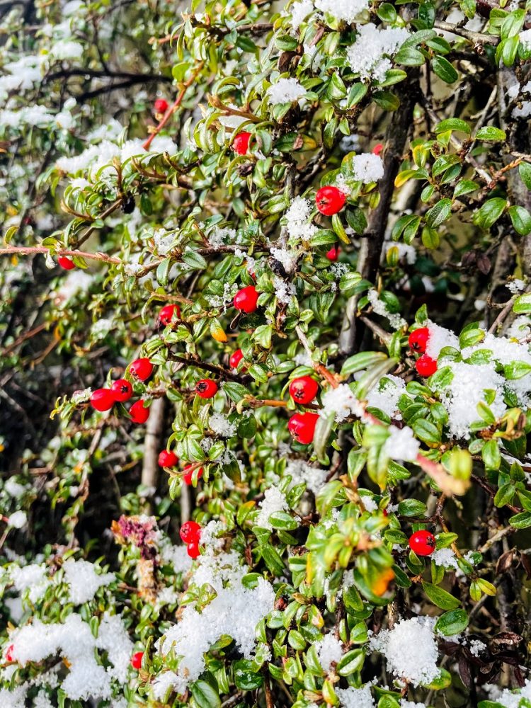 Just When You Think Spring Has Arrived It Snows - Claire Justine