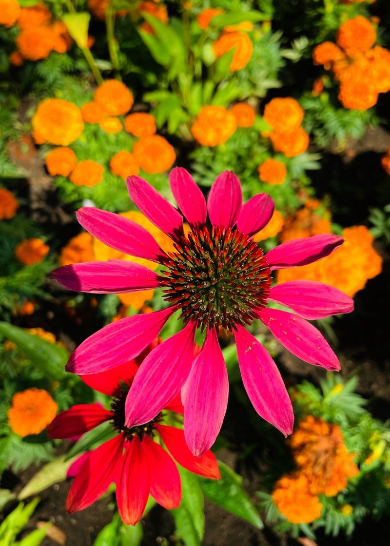 Discover The Beauty Of Queen's Park Claire Justine Oxox