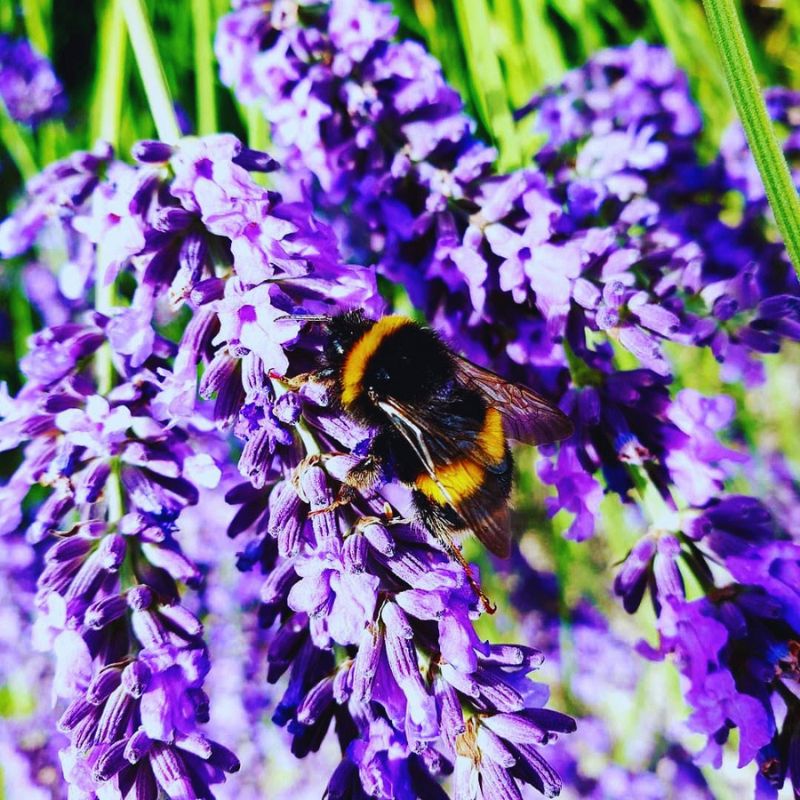 31 Bee Quotes For Instagram 31 Bee Quotes For Instagram