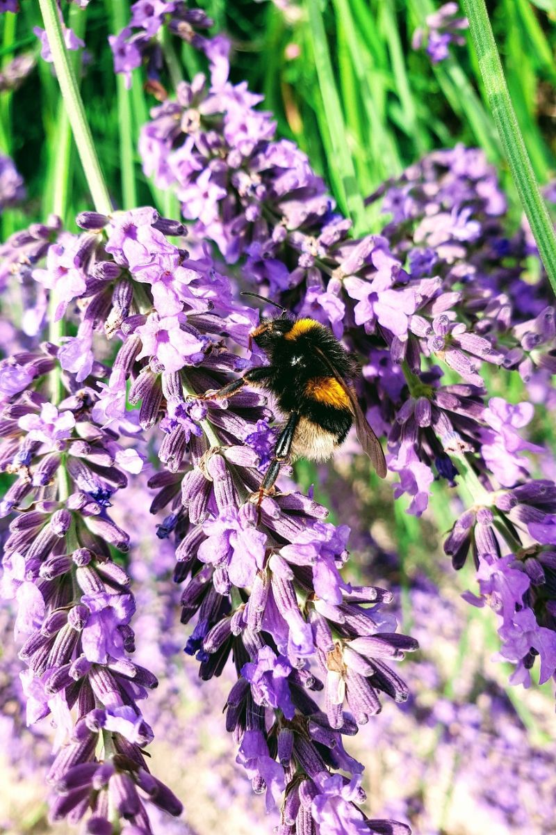 31 Bee Quotes For Instagram 31 Bee Quotes For Instagram