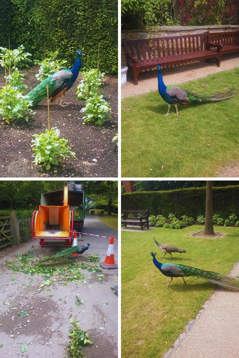 Peacocks And Pea Hens And 5 Ways To Style A Peacock Dress